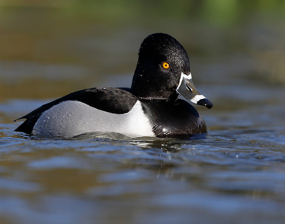 Ring-necked Duck Aythya collaris