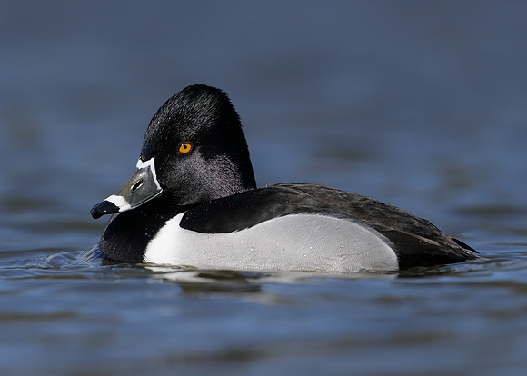 Ring-necked Duck Aythya collaris