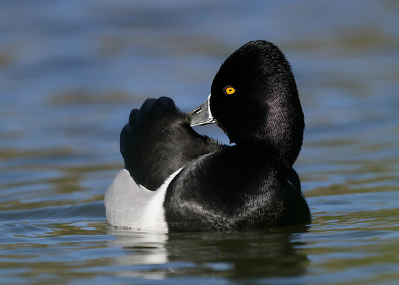 Ring-necked Duck Aythya collaris