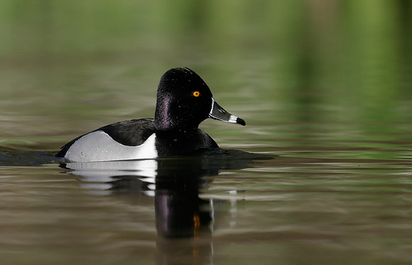 Ring-necked Duck Aythya collaris