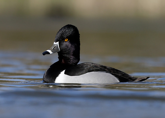 Ring-necked Duck Aythya collaris