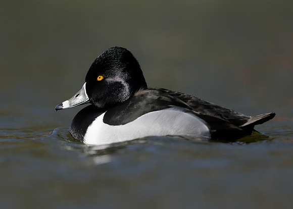 Ring-necked Duck Aythya collaris