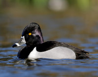 Ring-necked Duck Aythya collaris