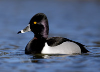 Ring-necked Duck Aythya collaris
