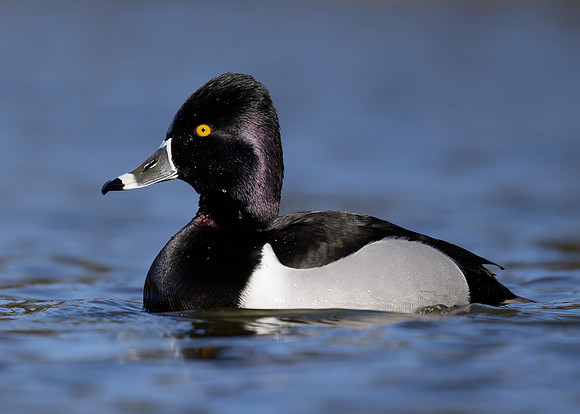 Ring-necked Duck Aythya collaris