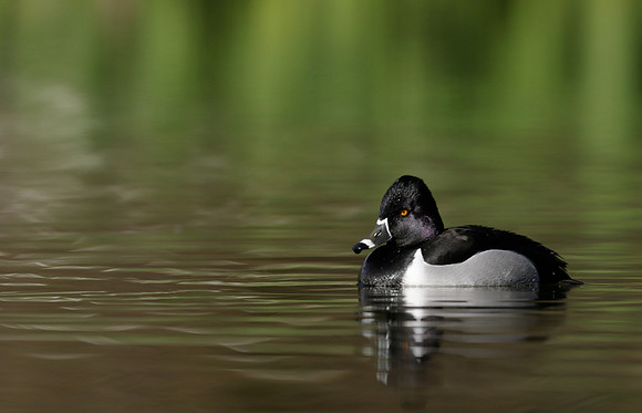 Ring-necked Duck Aythya collaris
