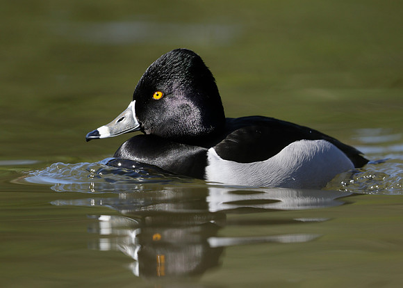 Ring-necked Duck Aythya collaris