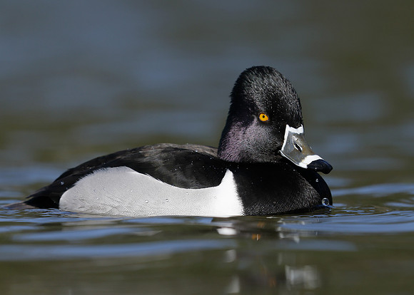 Ring-necked Duck Aythya collaris