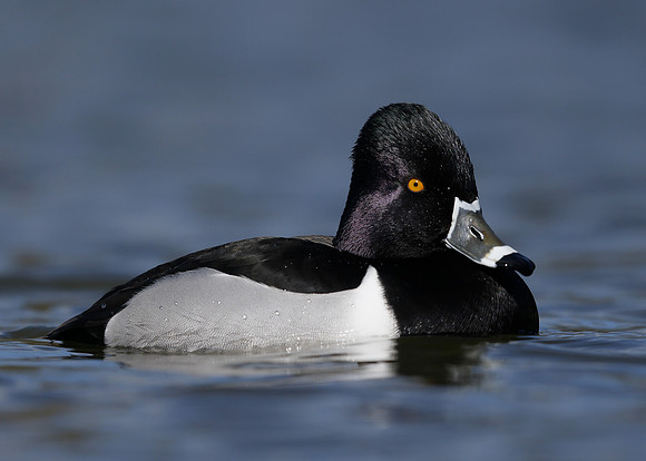 Ring-necked Duck Aythya collaris