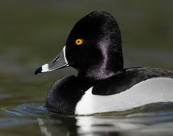 Ring-necked Duck Aythya collaris