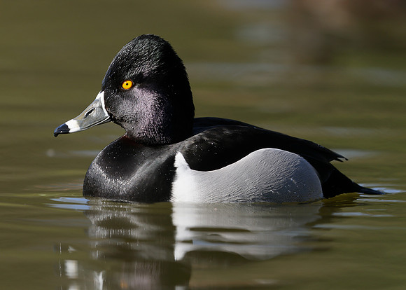 Ring-necked Duck Aythya collaris