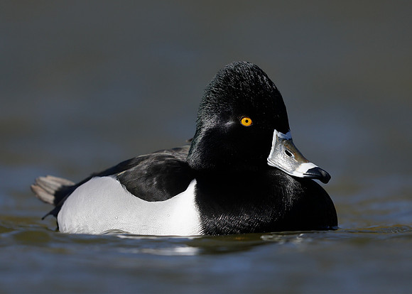 Ring-necked Duck Aythya collaris