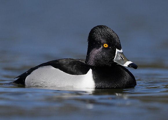 Ring-necked Duck Aythya collaris