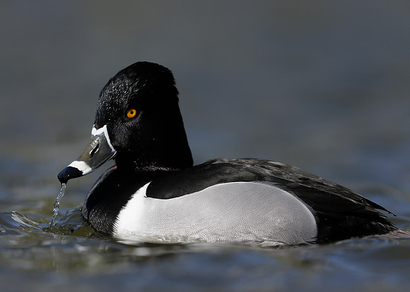 Ring-necked Duck Aythya collaris