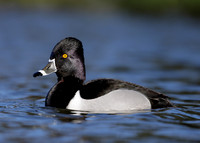 Ring-necked Duck Aythya collaris