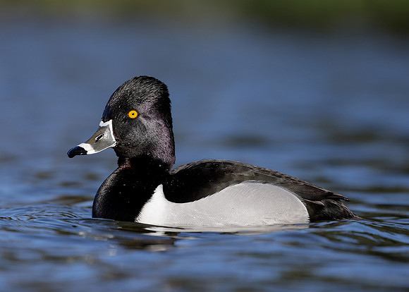 Ring-necked Duck Aythya collaris