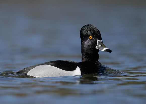 Ring-necked Duck Aythya collaris