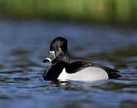 Ring-necked Duck Aythya collaris