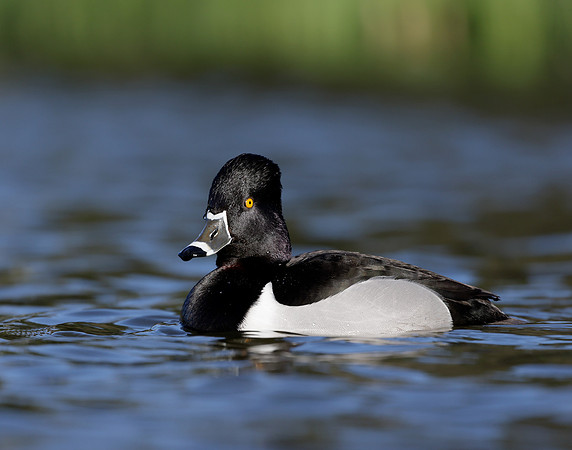 Ring-necked Duck Aythya collaris