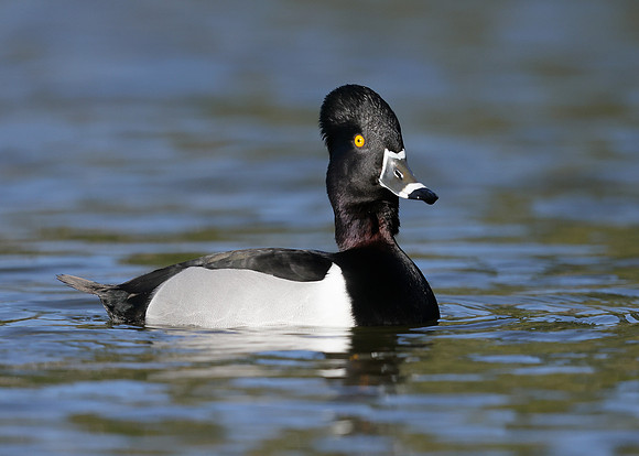 Ring-necked Duck Aythya collaris