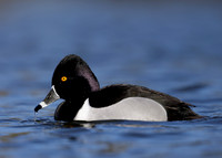 Ring-necked Duck Aythya collaris