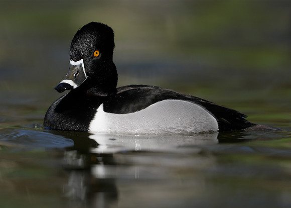Ring-necked Duck Aythya collaris