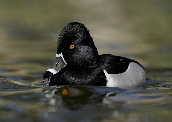 Ring-necked Duck Aythya collaris