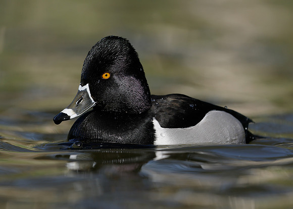 Ring-necked Duck Aythya collaris