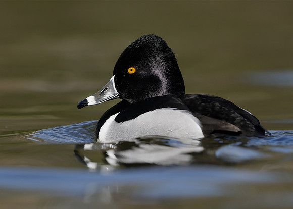 Ring-necked Duck Aythya collaris
