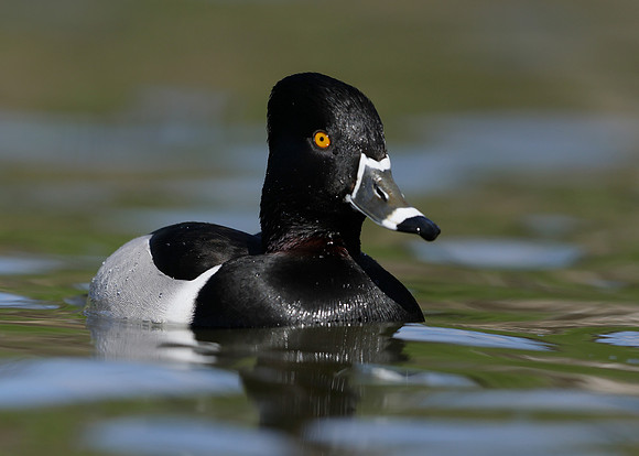 Ring-necked Duck Aythya collaris