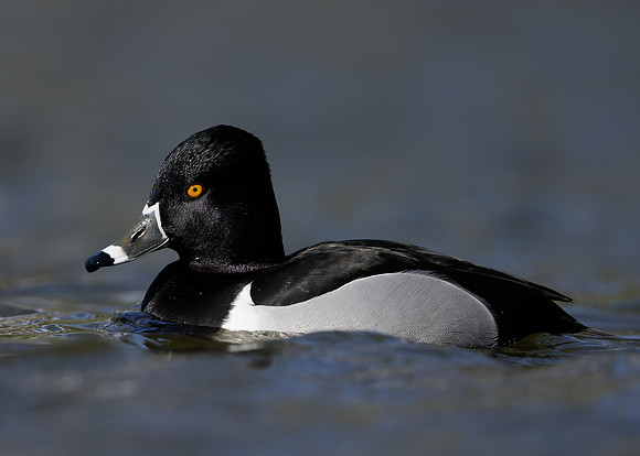 Ring-necked Duck Aythya collaris