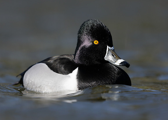 Ring-necked Duck Aythya collaris