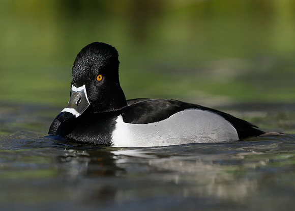 Ring-necked Duck Aythya collaris
