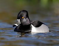 Ring-necked Duck, Glasgow April 2021