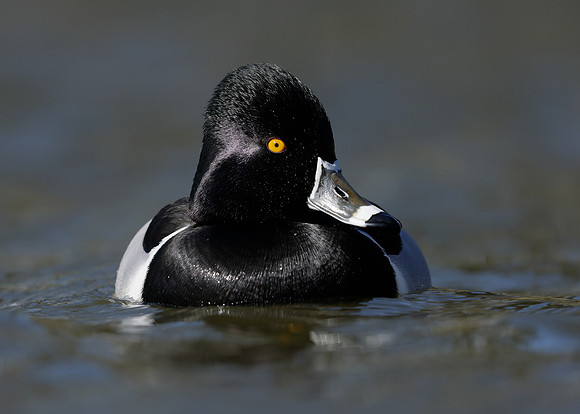 Ring-necked Duck Aythya collaris