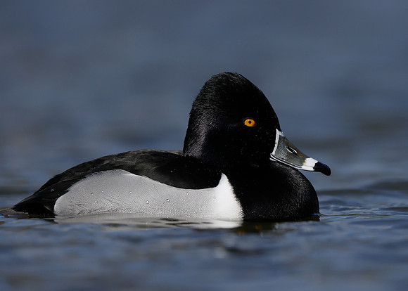 Ring-necked Duck Aythya collaris