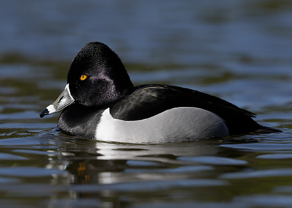 Ring-necked Duck Aythya collaris