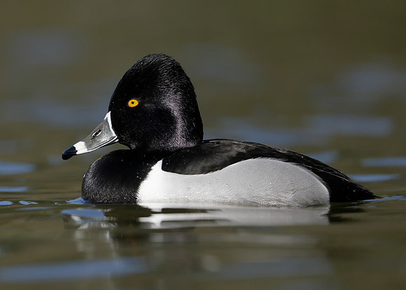 Ring-necked Duck Aythya collaris