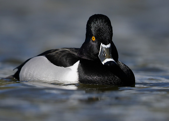 Ring-necked Duck Aythya collaris