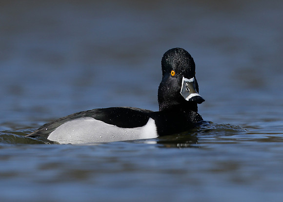 Ring-necked Duck Aythya collaris