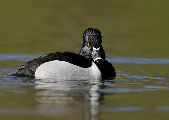 Ring-necked Duck Aythya collaris