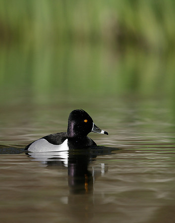 Ring-necked Duck Aythya collaris