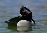 Ring-necked Duck Aythya collaris