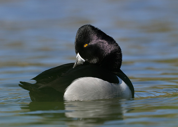 Ring-necked Duck Aythya collaris
