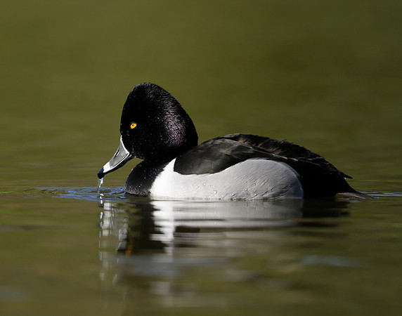 Ring-necked Duck Aythya collaris