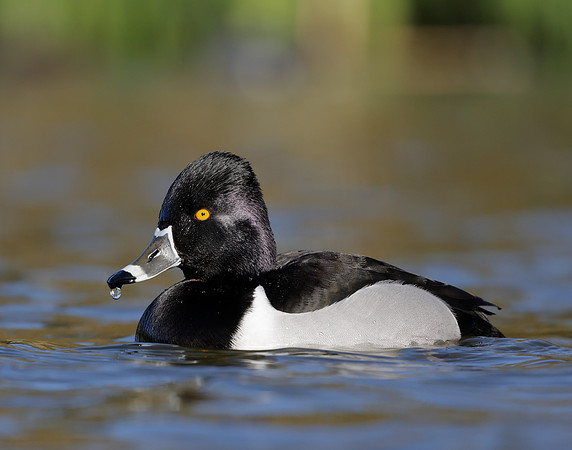 Ring-necked Duck Aythya collaris