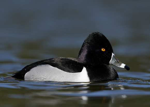 Ring-necked Duck Aythya collaris