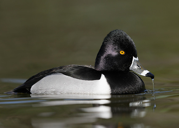 Ring-necked Duck Aythya collaris