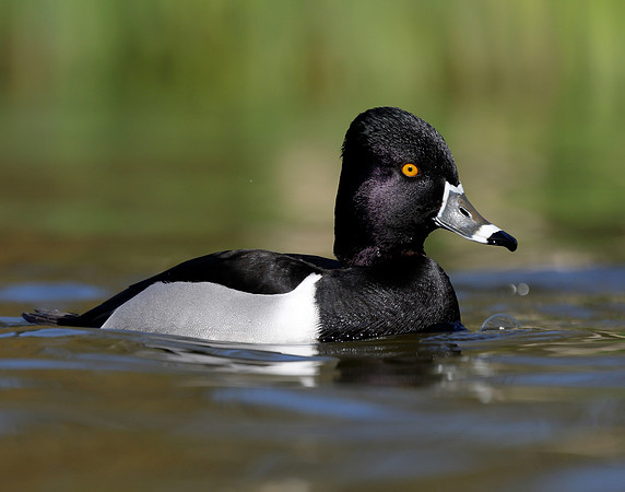 Ring-necked Duck Aythya collaris