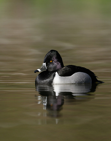Ring-necked Duck Aythya collaris